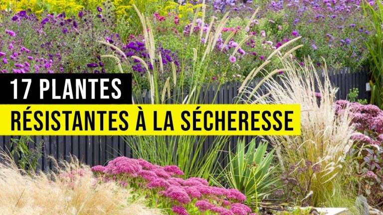 Cultiver en Lumière : 15 Plantes Indispensables pour un Jardin Résistant à la Chaleur