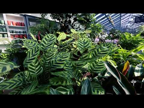 Éveillez votre intérieur : l’art des plantes tropicales pour une ambiance chaleureuse et unique