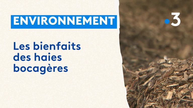 La haie bocagère : une solution durable pour le chauffage des collectivités et des particuliers